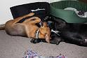 Sandy and Bas_08-05-17_0011
